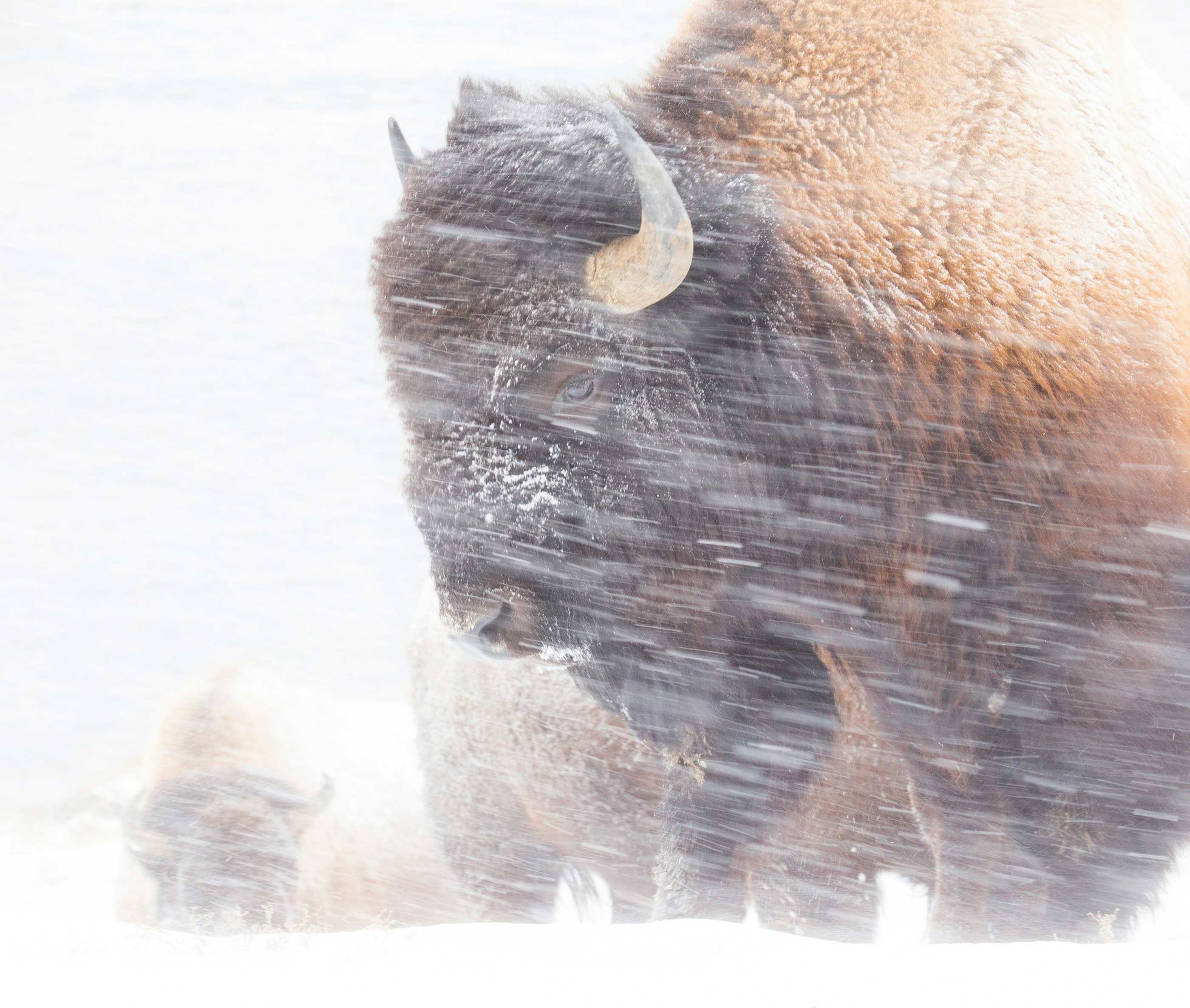 A bison walking through wind-driven snow