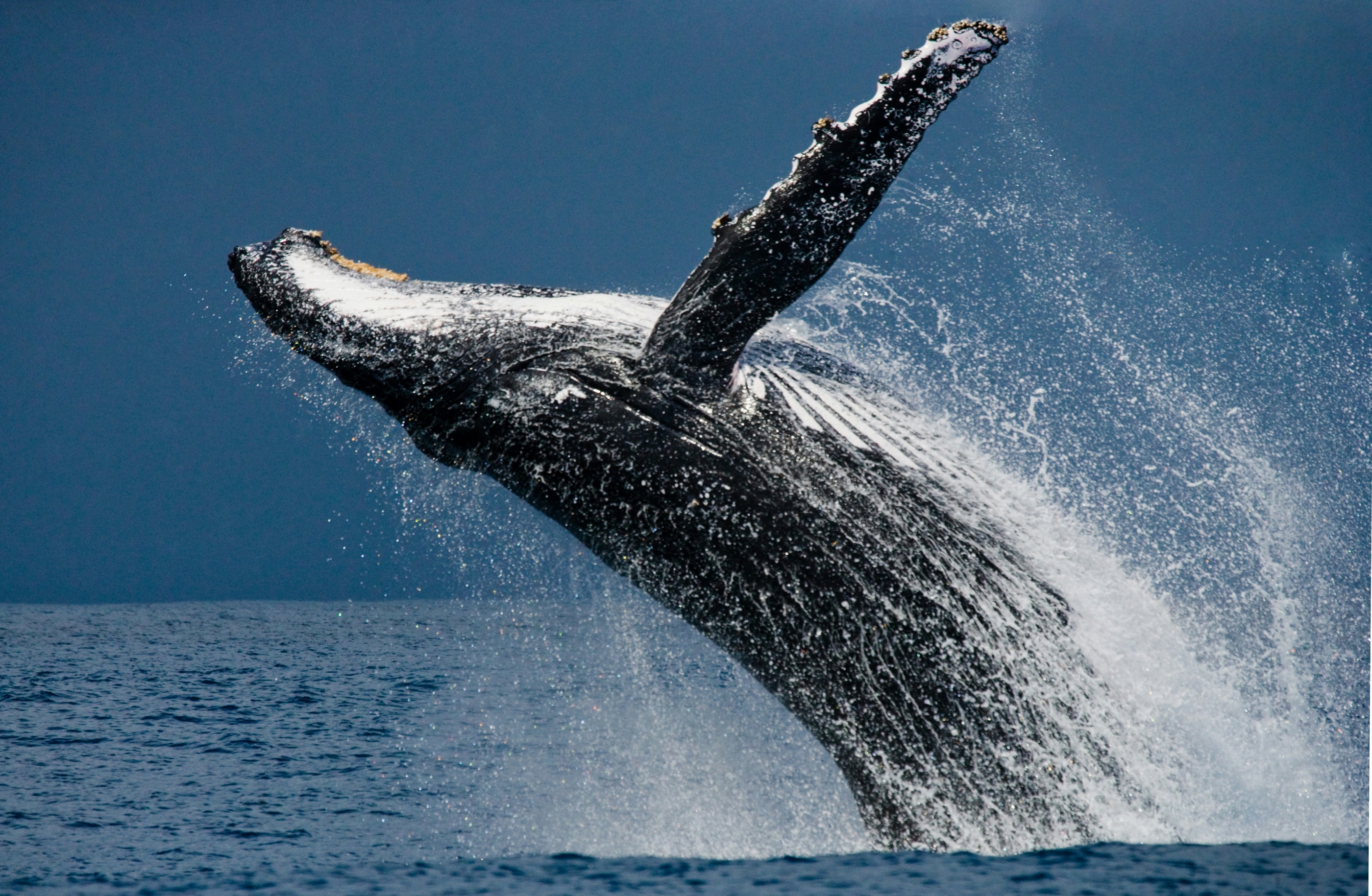 A humpback whale breaching from the ocean in a burst of spray